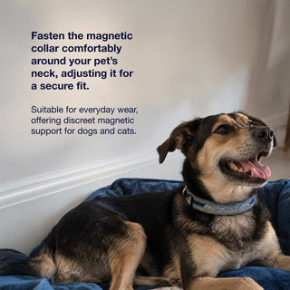Pet Collar